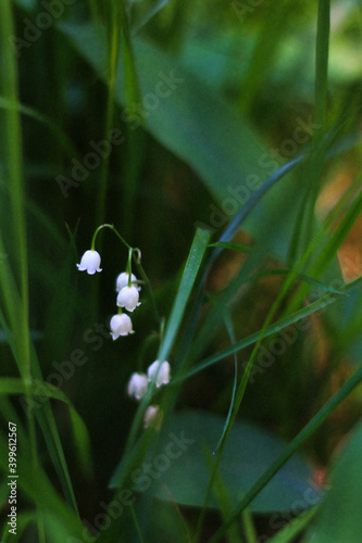 white flower,  Lily
