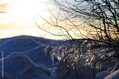 sunset in the forest