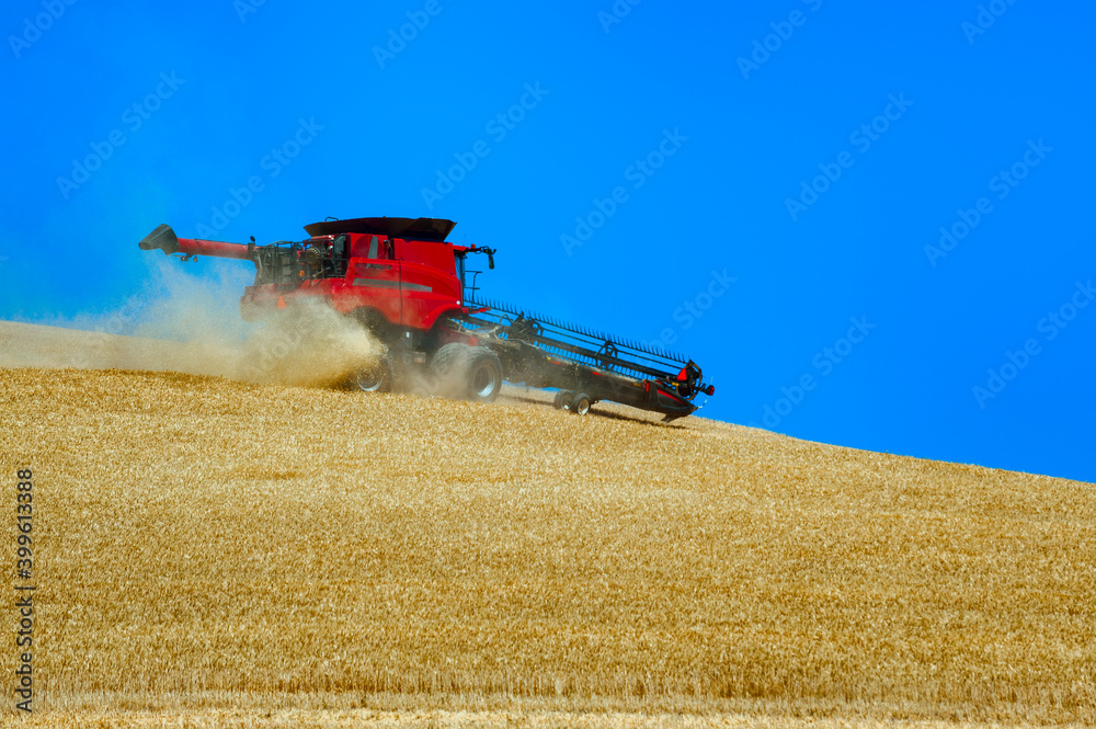 Fototapeta premium Grain Harvesting