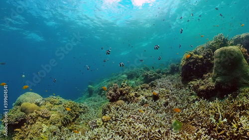 Sea coral reef. Underwater Tropical Sea Seascape. Tropical fish reef marine. Philippines.