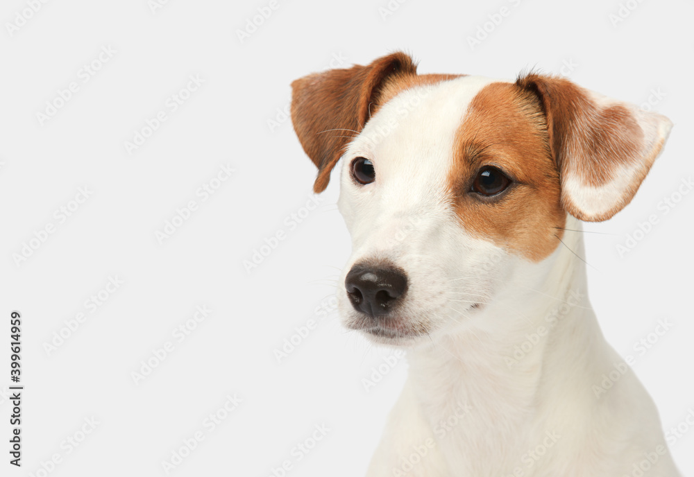 Jack Russell Terrier CloseUp portrait on white background Jack Russell Terrier CloseUp portrait on white background