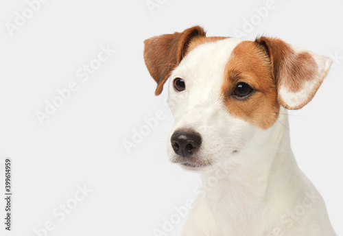 Jack Russell Terrier CloseUp portrait on white background