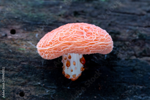 Fresh Rhodotus palmatus mushroom growing on a dead branch of a tree. Leon, Spain photo