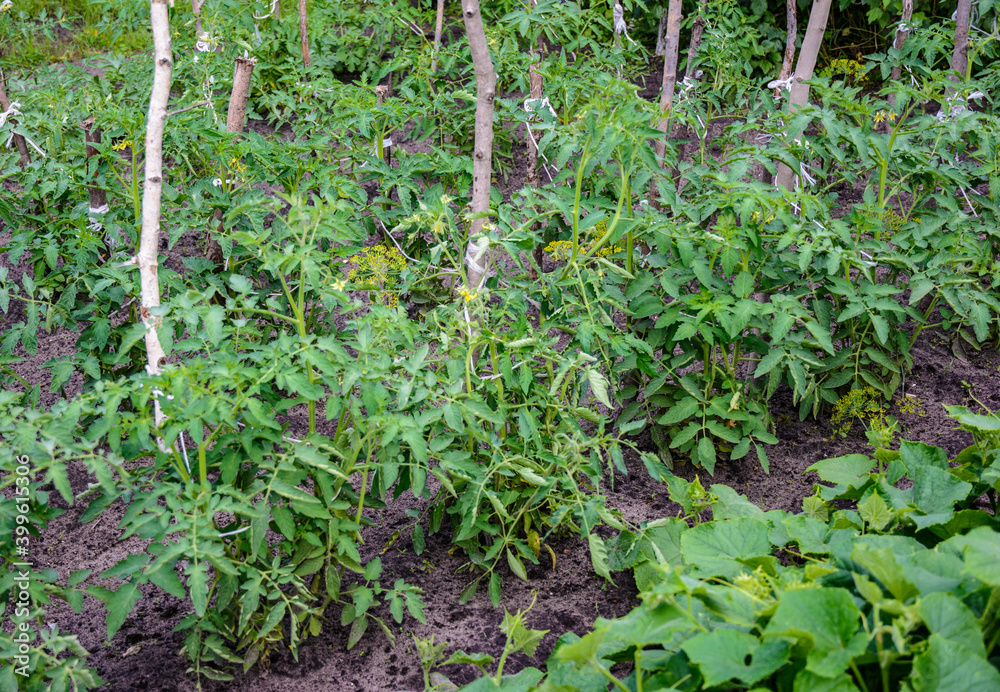 Tomato seedlings are grown outdoors in summer. Tomato seedlings are grown outdoors in summer.