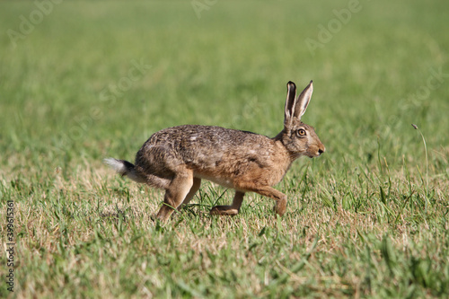 alert rabbit on green grass during spring  easter tradition symbol