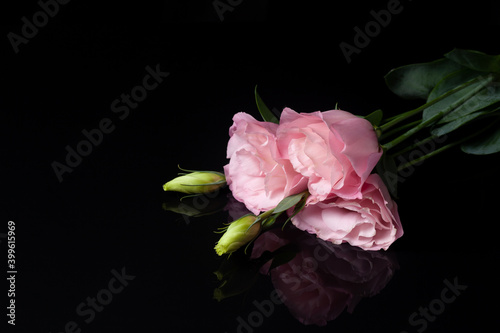 a greeting card of three pink flowers lisianthus or eustoma with an unopened bud lies on a black background with a reflection.