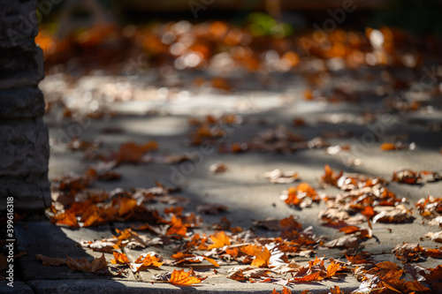 Autumn leaves on ground and trees