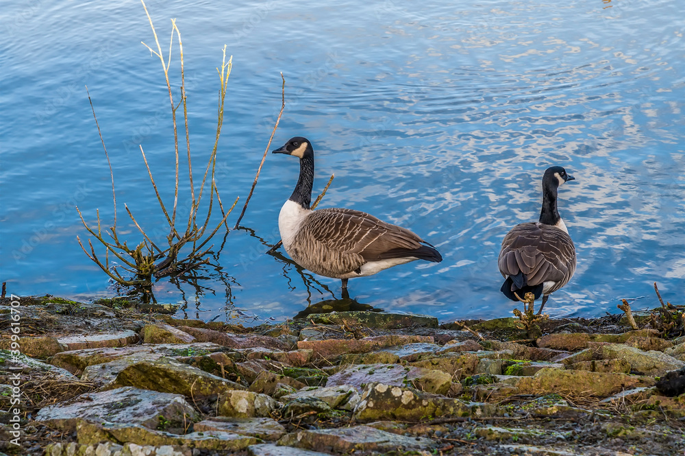 A view of Canadian Geese on the shore of Thornton Reservoir, UK on a bright sunny day