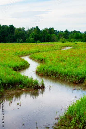 Water path through blooming wetlands