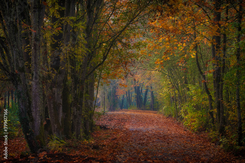 Autumn leaves litter a walking path