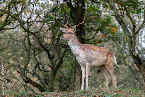 Fallow deer  Dama dama  in rutting season in  the forest of Amsterdamse Waterleidingduinen in the Netherlands. Forest in the background. Wildlife in autumn.