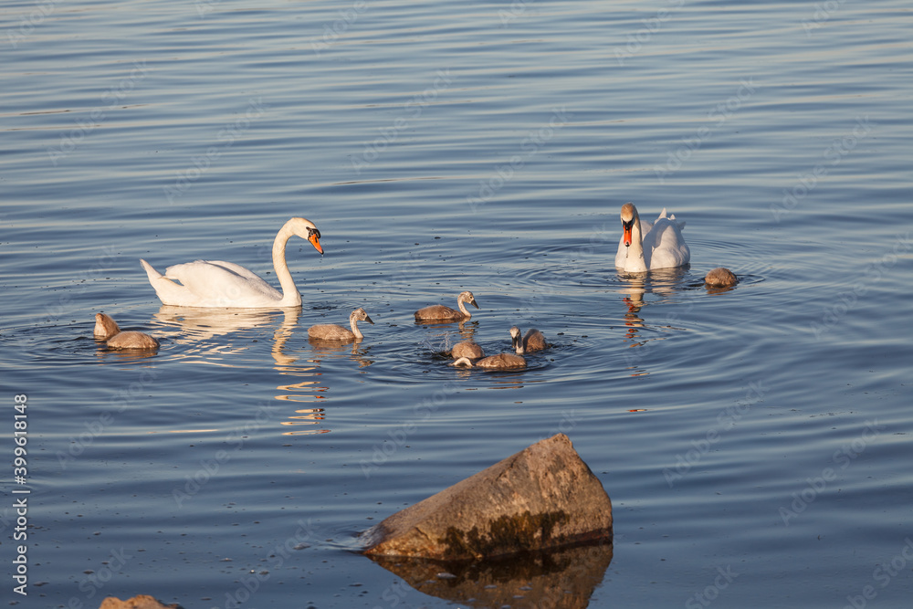 A swan couple with cygnets swimming near the rocky sea shore. Bird family with chicks.