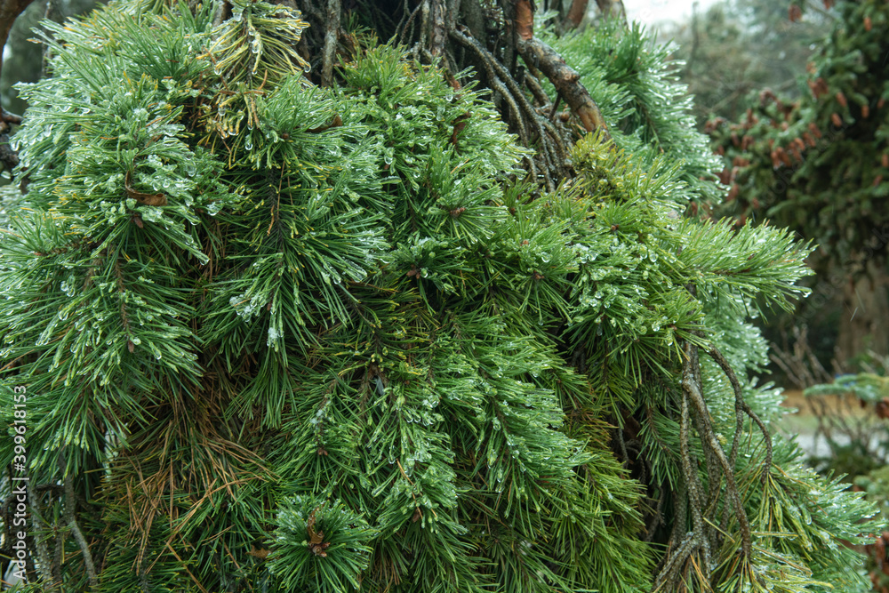 Fototapeta premium close up of pine needles