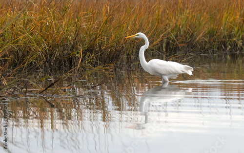 Great egret standing in water