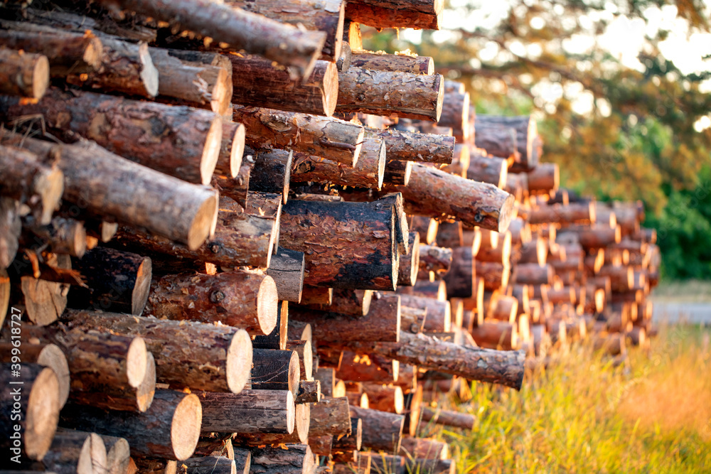 Wood logs extracted from the pine forest lie on a pile