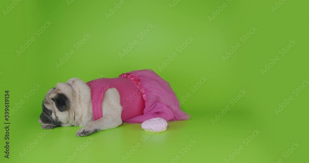 Funny, cute female pug dog dressed in pink dress look like girl ballet