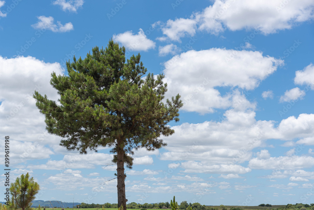 American pine and in the background the blue horizon with clouds.