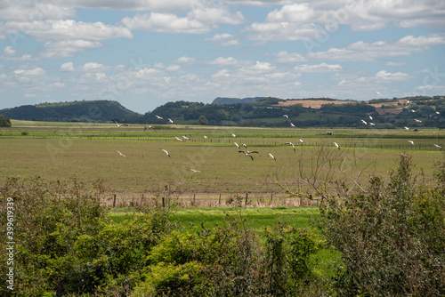 Flock of storks (Ciconia maguari) flock in fields of the Pampa Biome in southern Brazil