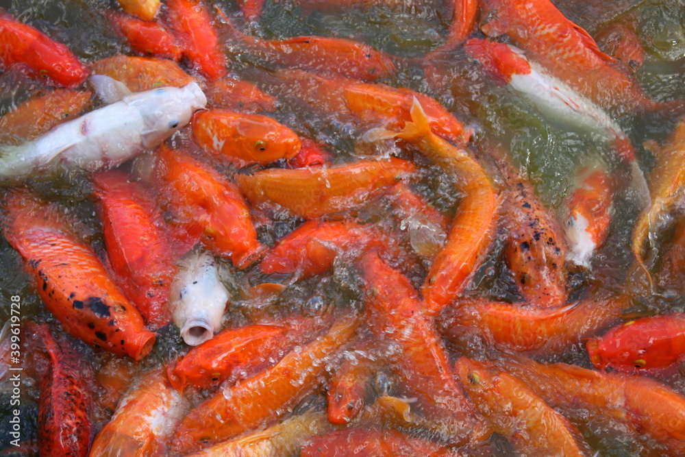 Koi Food Koi Food