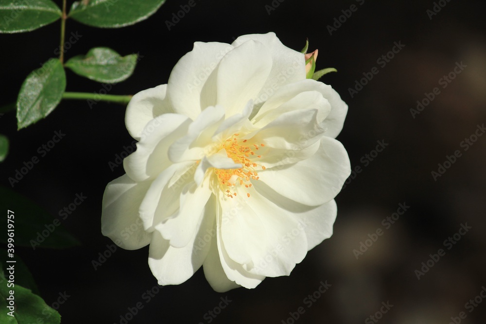 Obraz premium White Rosa Arvensis flower in the garden