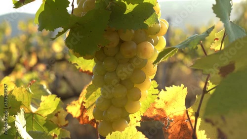 Green grape vines in vineyard at sunrise in Italy. Natural background.