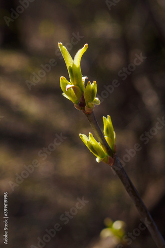 Close-up of branch with young green leaves in spring day. Vertical view.