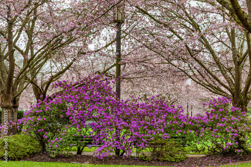 Spring Flowers in Salem, Oregon park