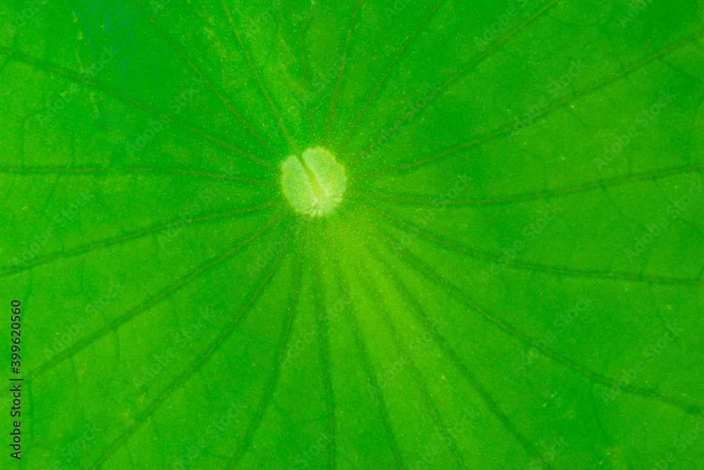 Green Lotus Leaf Close-up with Vascular Veins Green Lotus Leaf Close-up with Vascular Veins