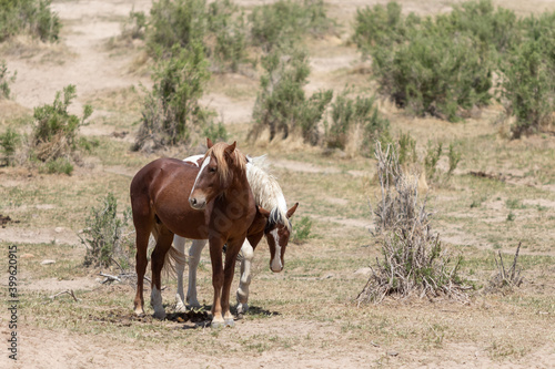 Herd of Wild Horses in Utah 