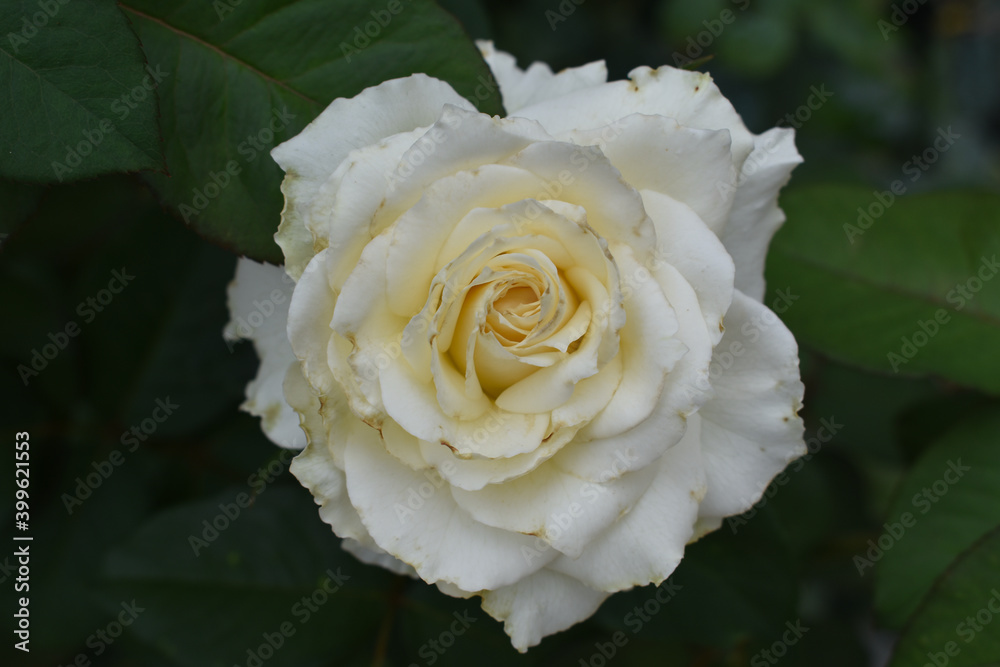 snow-white rose snow-white rose