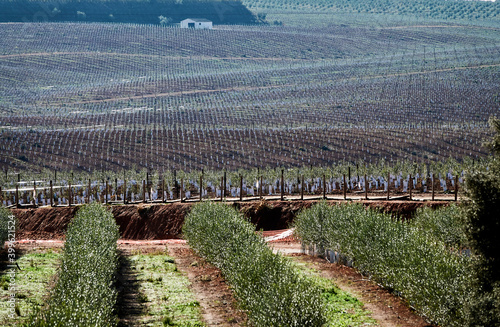 Large Andalusian farm cultivated with thousands of small olive trees