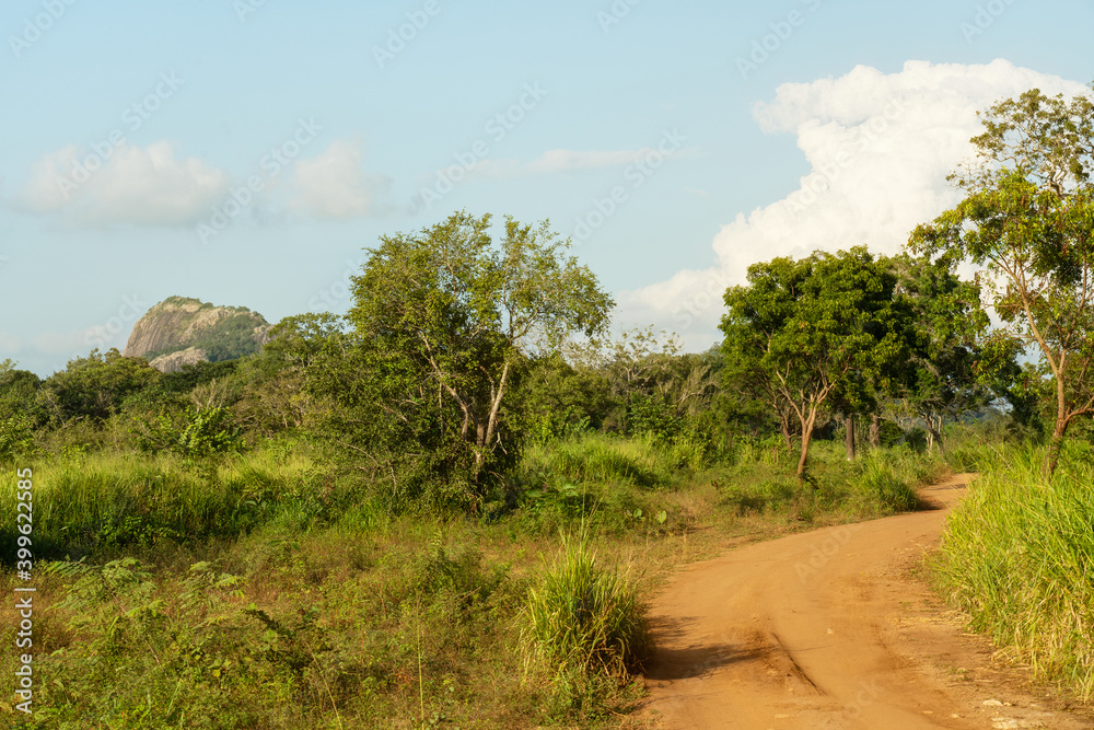 Sri lanka, green landscape of National park Habarana Sri lanka, green landscape of National park Habarana