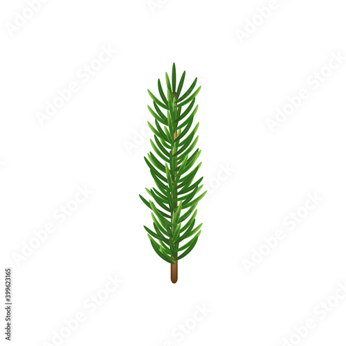 A sprig of spruce. A twig of a Christmas tree. Realistic branch of a Christmas tree. Vector