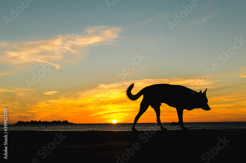Sunset dog
Cachorro e pôr do sol