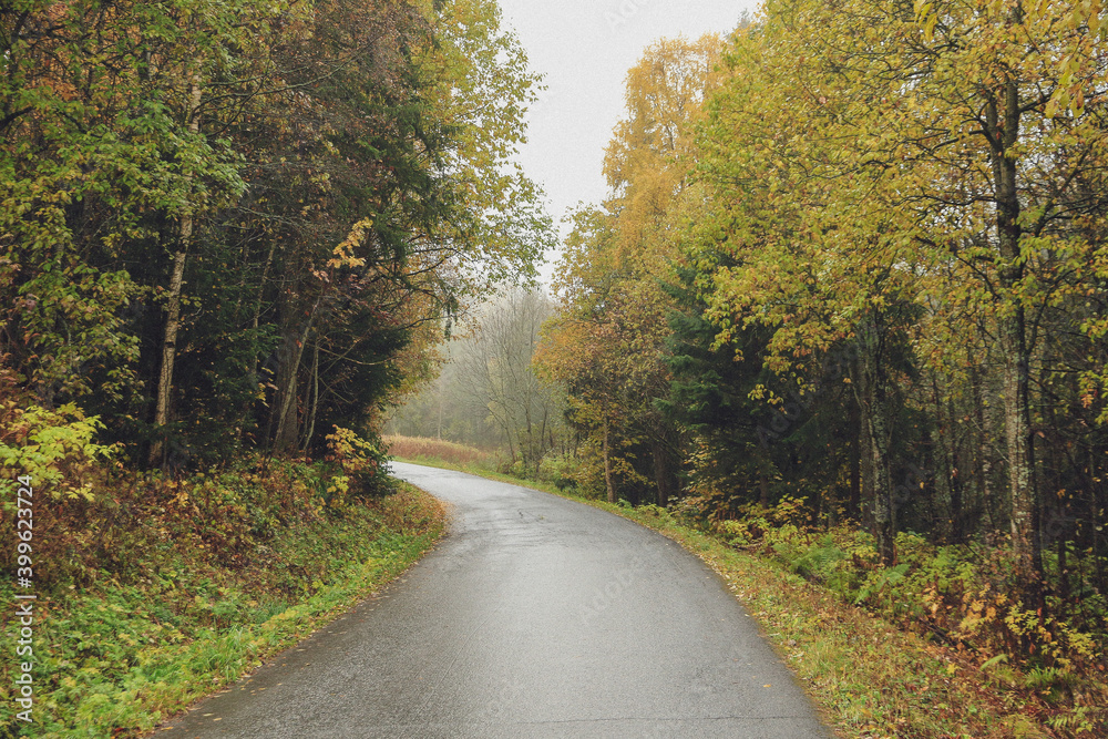 road in autumn forest road in autumn forest