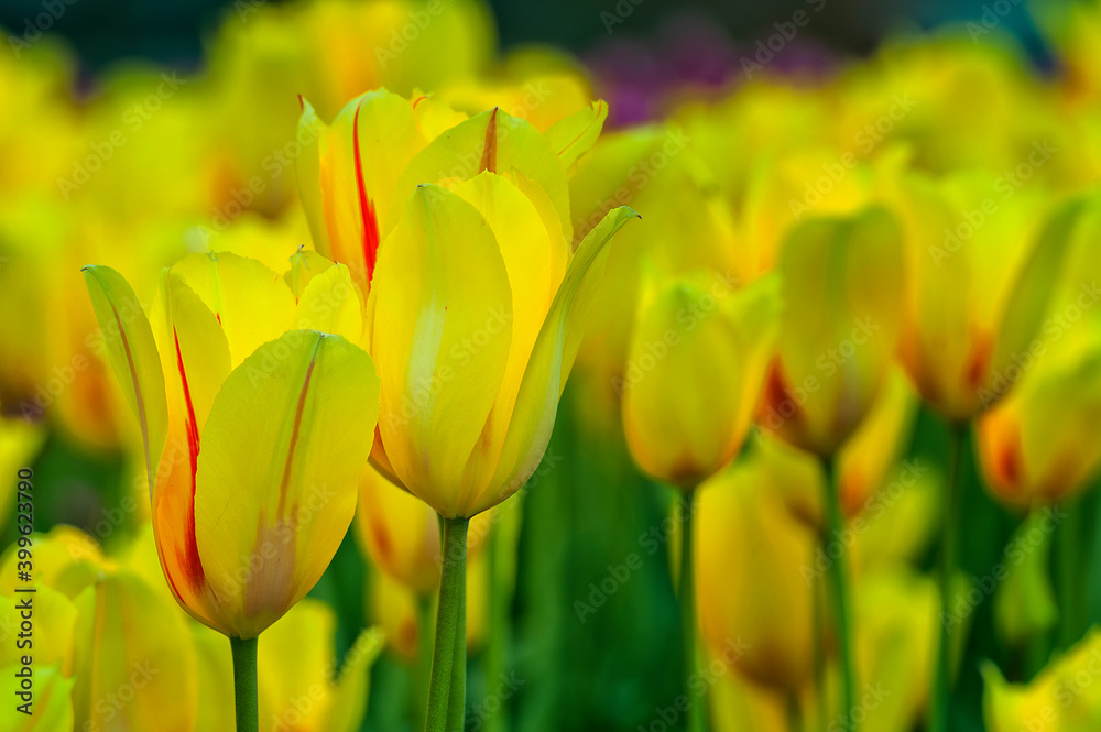 Blooming yellow and red Spring Tulips