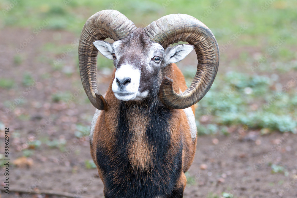 European mouflon (in german Europäischer Mufflon) Ovis gmelini musimon, Ovis orientalis musimon, Ovis aries musimon European mouflon (in german Europäischer Mufflon) Ovis gmelini musimon, Ovis orientalis musimon, Ovis aries musimon