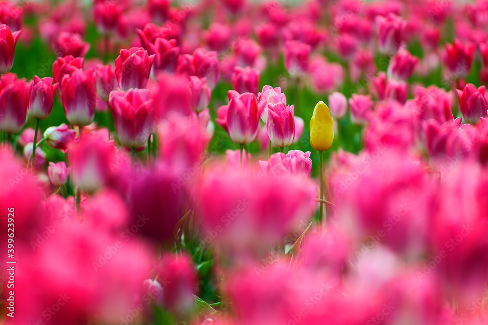 Field of Pink tulips with one yellow tulip Field of Pink tulips with one yellow tulip