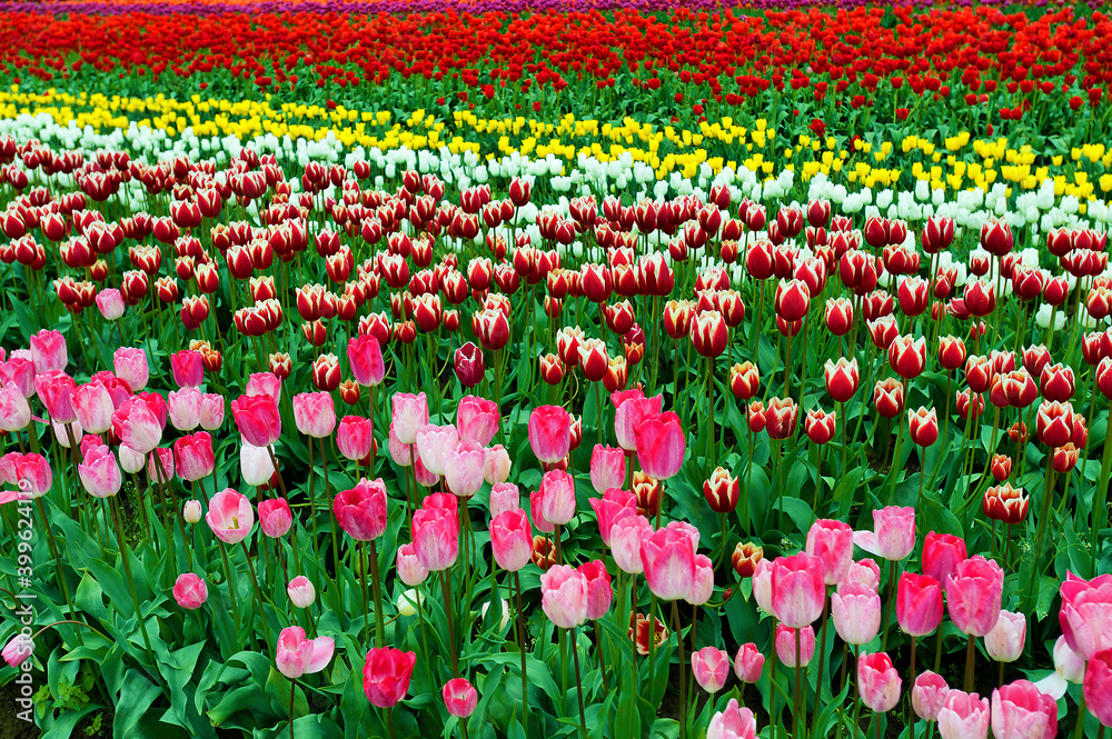 Agricultural field of blooming tulips