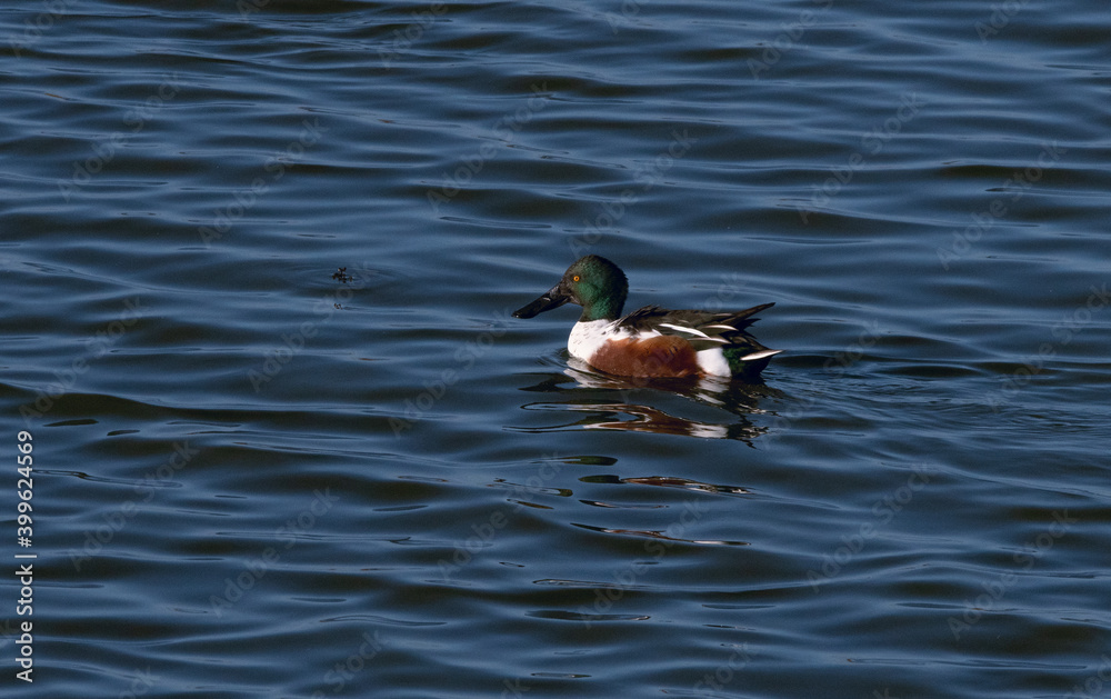 Drake Shoveler swimming in choppy water, with a light wind. Drake Shoveler swimming in choppy water, with a light wind.