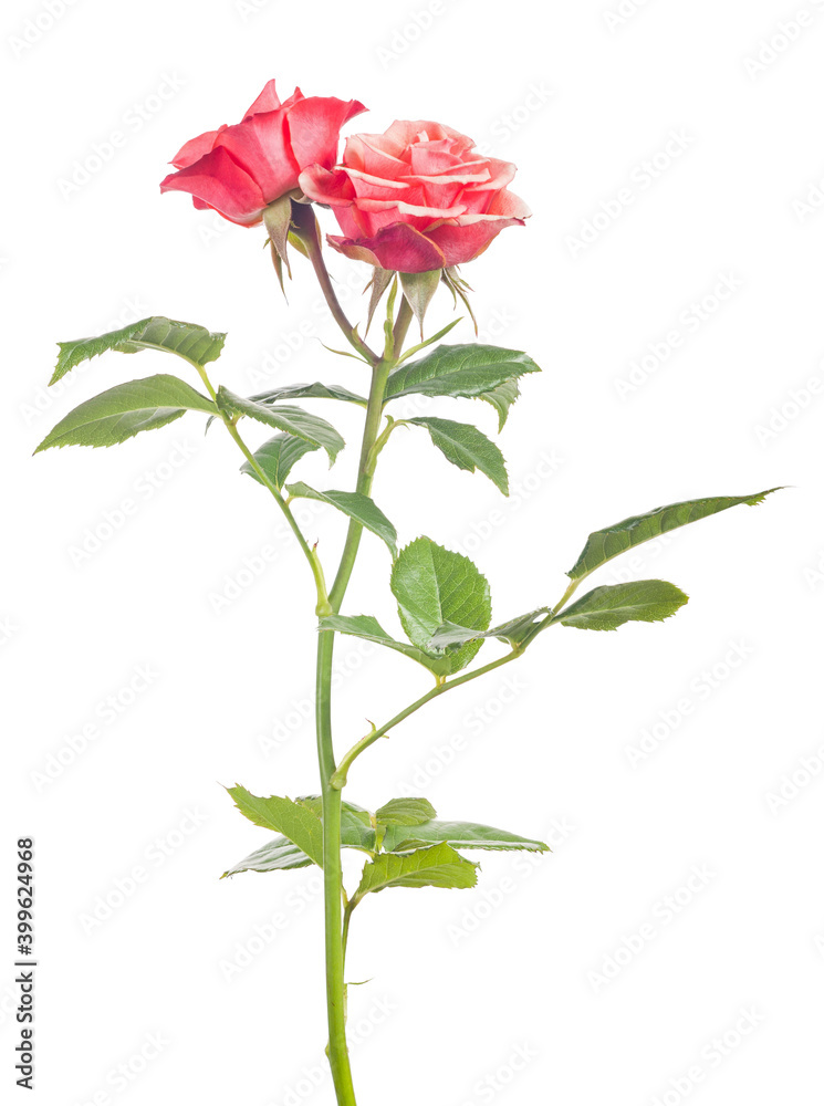 fine rose with two bright red blooms on white