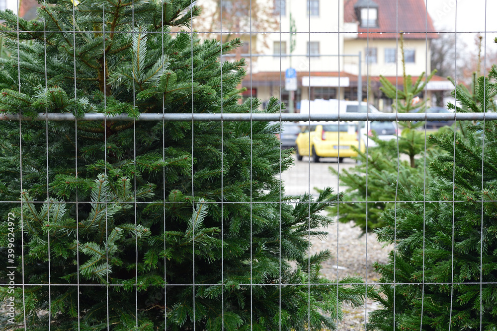In winter, fresh Christmas trees are for sale behind a metal grille when it rains, with houses in the background