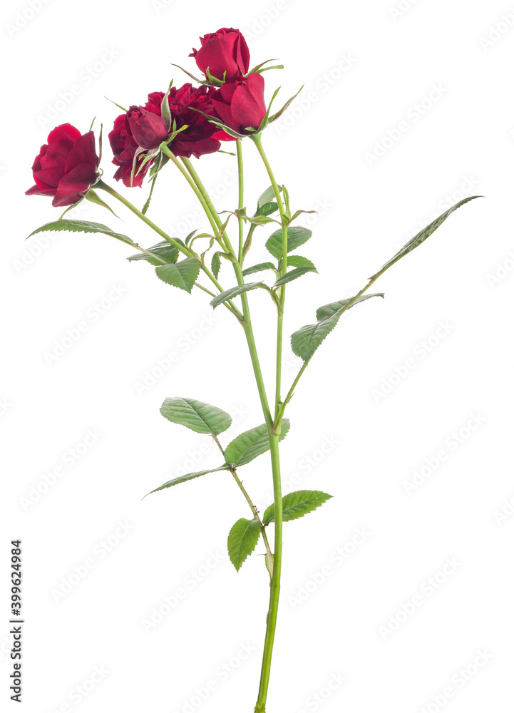 dark red rose five blooms on stem