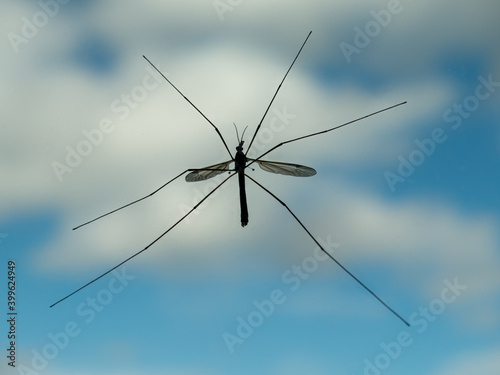 Insect on the window pane with blue sky clouds in background