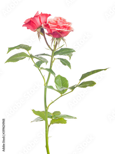 fine rose with two bright red blooms on white