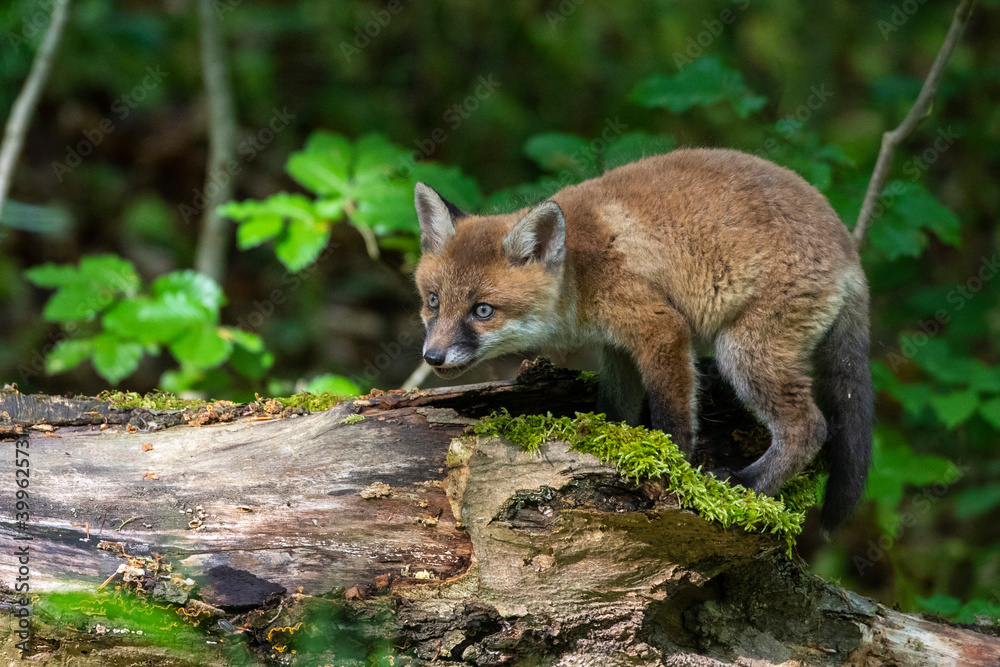 Obraz premium Rotfuchs (Vulpes vulpes), Jungfüchse
