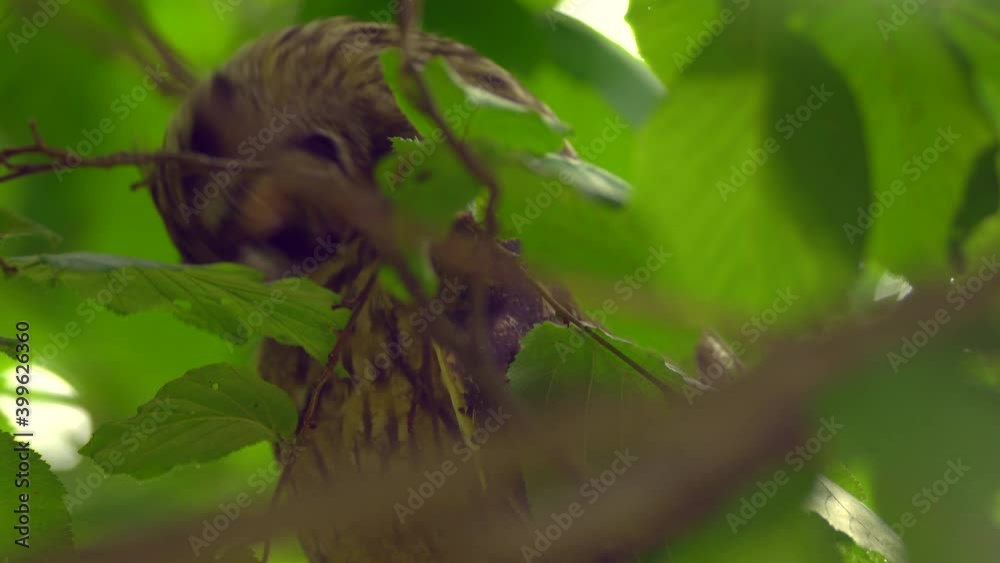 Close up detail feather care of long eared owl (Asio otus) sitting on dense branch deep in crown. Wildlife tranquil portrait footage of bird in natural habitat background. Close up detail feather care of long eared owl (Asio otus) sitting on dense branch deep in crown. Wildlife tranquil portrait footage of bird in natural habitat background.