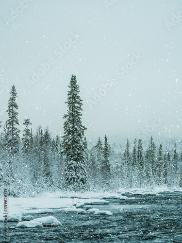 Snow-covered dense spruce forest. Untouched pure nature