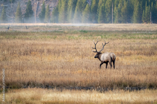 A bull elk wanders around in an meadow in Yellowstone National Park in the morning fog © MelissaMN