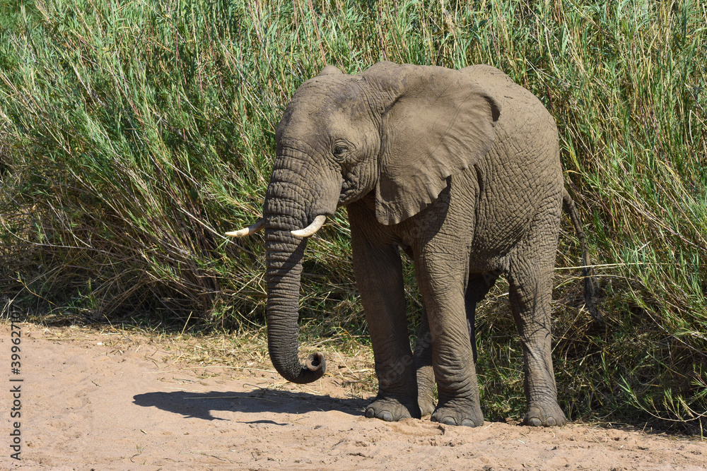 Fototapeta premium Elephant at dry riverbed, Hluhluwe G.R. ,South Africa